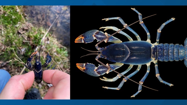 TWRA examining possible new crayfish species discovered by Tusculum University students