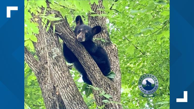 ABR: 4th bear sibling from group of orphaned cubs found after mother bear was euthanized around a month ago ABR: 4th bear sibling from group of orphaned cubs found after mother bear was euthanized around a month ago