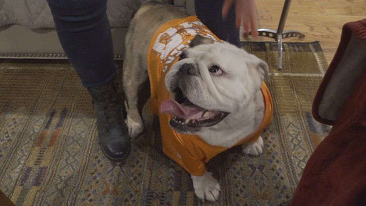 These Big Orange bulldogs are All Vol!
