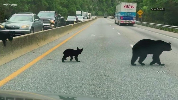 NC House gives $5 million in funding for wildlife safe passage infrastructure