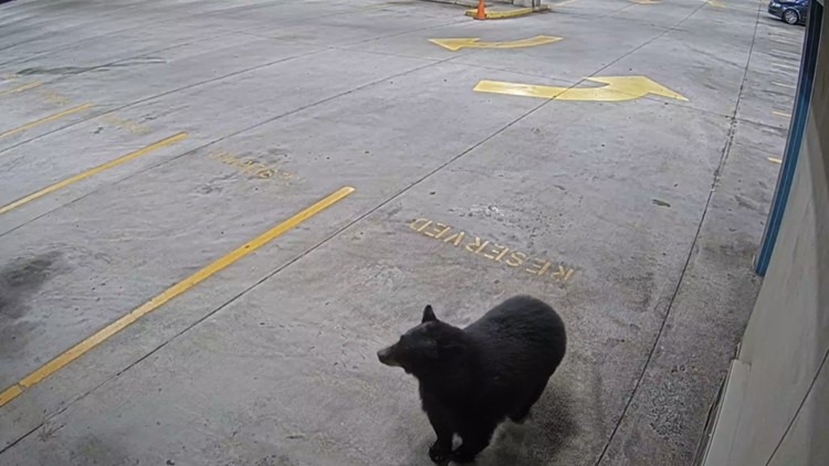 Just passing through: Roaming black bear visits downtown parking garage, government building