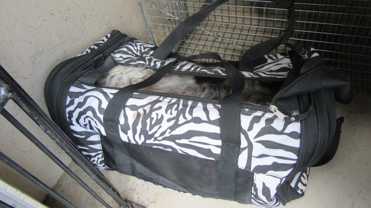 Knoxville Animal Control looking for owner of dog abandoned behind dumpster