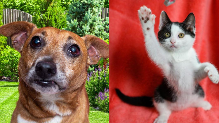 RAM, YWAC teaming up for free pet clinic on June 3 RAM, YWAC teaming up for free pet clinic on June 3