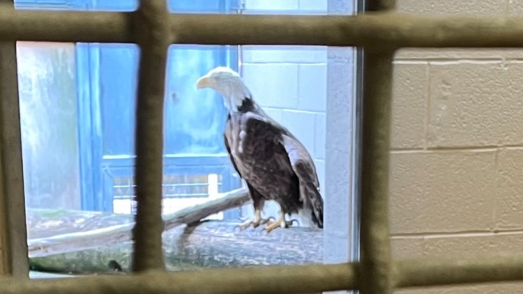 TWRA: Reward available for information identifying person who shot bald eagle near Watts Bar Lake