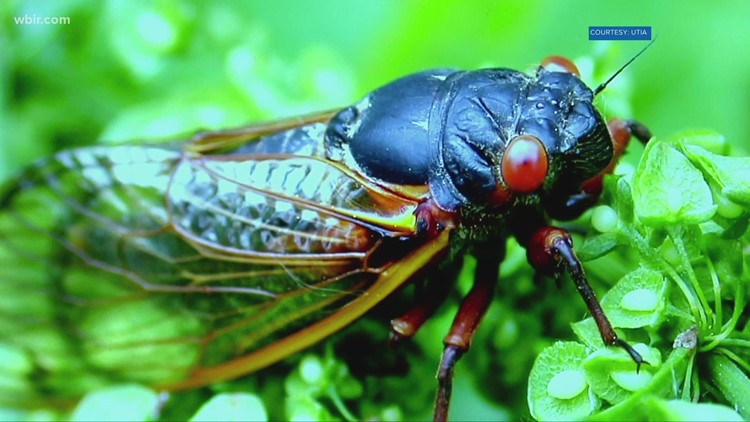 STFK Science Cafe at Ijams teaches people about the 17-year cicada emergence STFK Science Cafe at Ijams teaches people about the 17-year cicada emergence