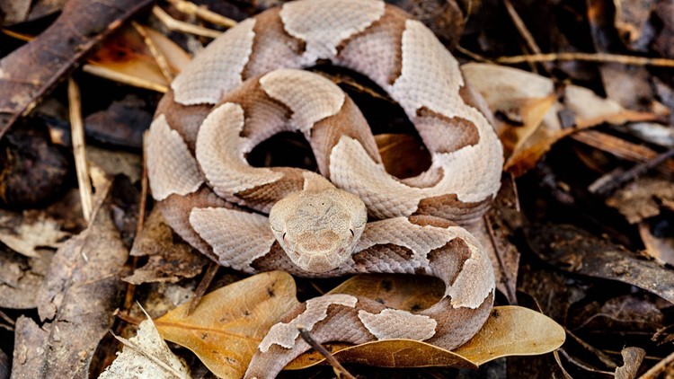 It's baby copperhead season. What does that mean?
