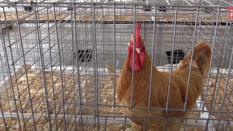 Tennessee lifts poultry restrictions after effort to stop outbreak of avian flu