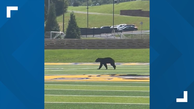 Watch: Bear runs on Gatlinburg-Pittman football field before practice