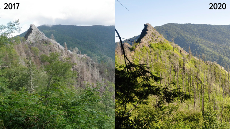 New photos show growth, recovery on Chimney Tops after 2016 wildfires