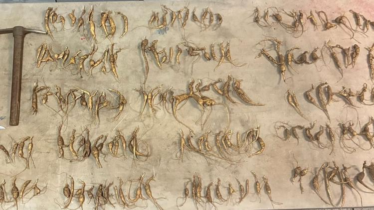 More than 600 ginseng roots poached from Great Smoky Mountains National Park, park officials say