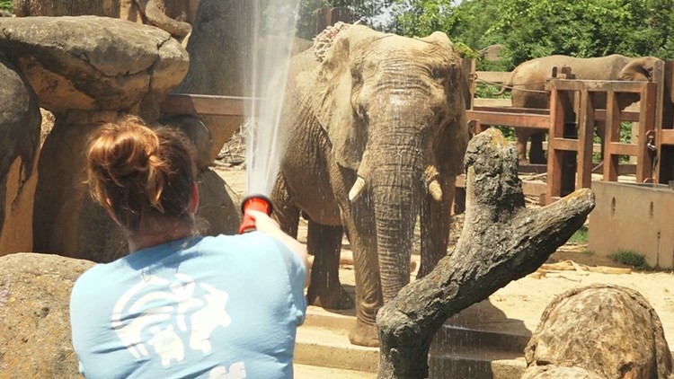 Splash, fly, go inside | Lessons from Zoo Knoxville animals about how to beat the heat Splash, fly, go inside | Lessons from Zoo Knoxville animals about how to beat the heat