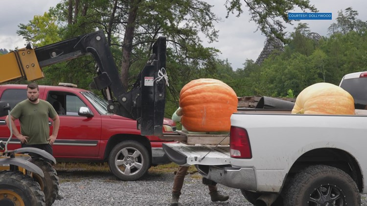 Zoo Knoxville elephants to smash massive pumpkins donated by Dollywood on Saturday
