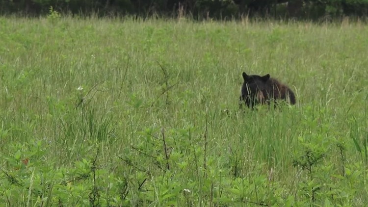 Black bear sightings are up across East Tennessee