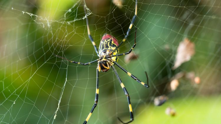 GSMNP asking public for help locating invasive 'Joro' Spiders as they spread north