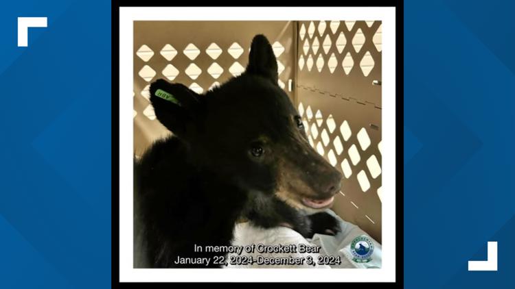 ABR cub euthanized after vets discover incurable liver disease