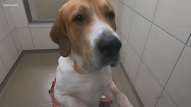 Grants are now available for animal shelters in Tennessee