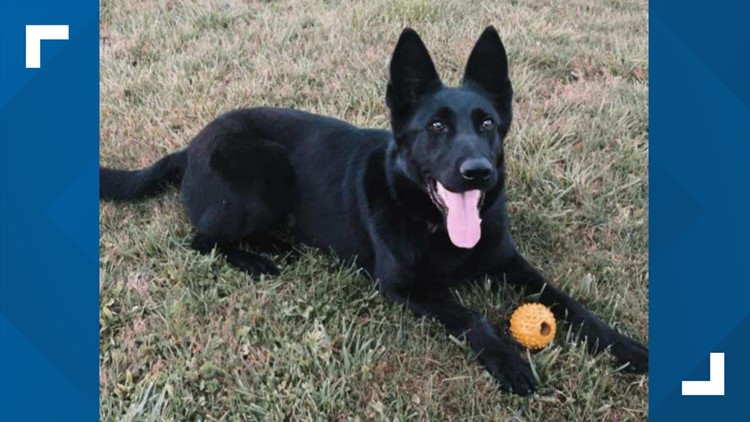 CCSO: K-9 unit hit and killed early Saturday morning in Cumberland County