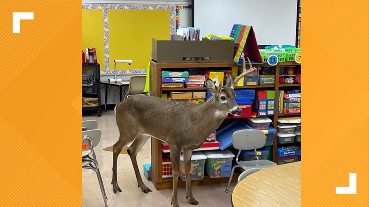 TWRA: Buck breaks into Tennessee elementary school