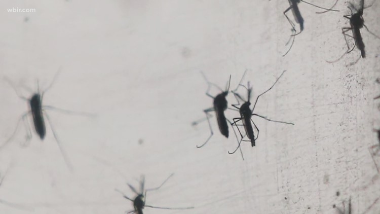 Knox Co. Health Dept. works to prevent mosquito-transmitted disease in East TN