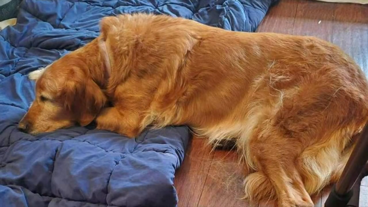 Dog stolen during carjacking found dead, Chattanooga police say Dog stolen during carjacking found dead, Chattanooga police say