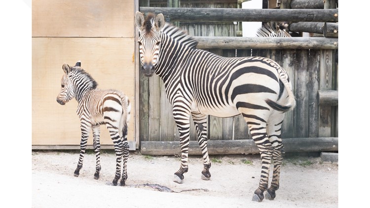 Seeing stripes | Zoo Knoxville welcomes baby zebra