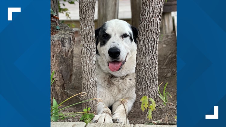 Big Scruggs stolen, beloved dog and mascot of The Lilly Pad Hopyard Brewery in Morgan Co. Big Scruggs stolen, beloved dog and mascot of The Lilly Pad Hopyard Brewery in Morgan Co.