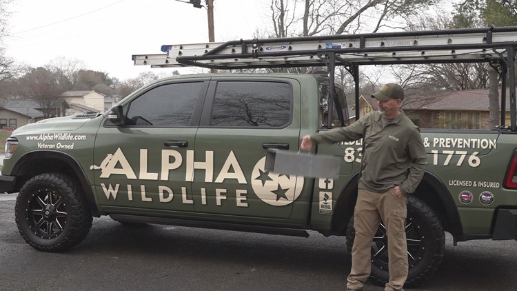 How to keep your home safe during skunk mating season