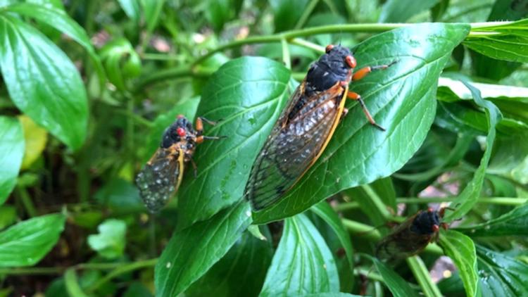 Answers to your questions about Brood X cicadas