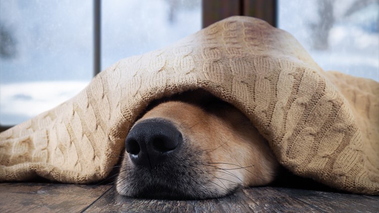 How to keep your pets safe during East Tennessee wintry weather
