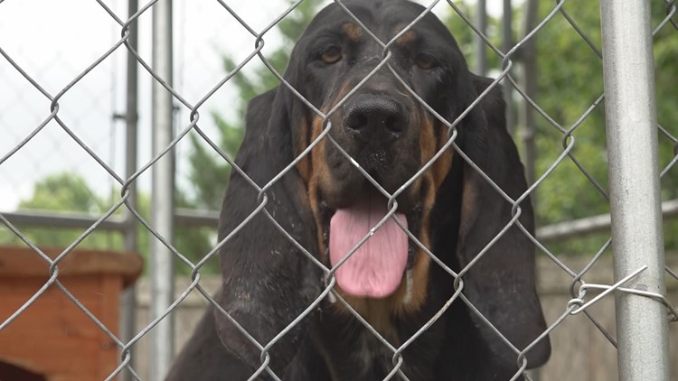 East Tennessee Bloodhound Rescue asking for help after storms damaged several kennels in Powell East Tennessee Bloodhound Rescue asking for help after storms damaged several kennels in Powell