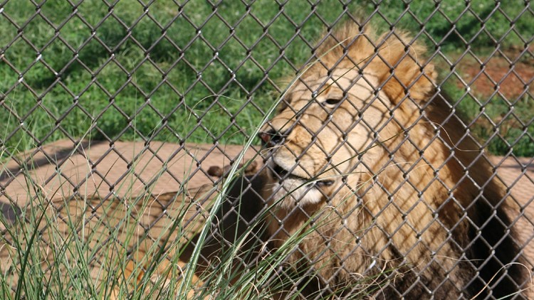 Zoo Knoxville mourns death of Jimmy the 15-year-old African lion