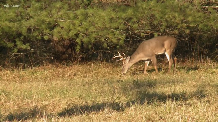 New online tools available to help document, track and manage spread of CWD in wildlife