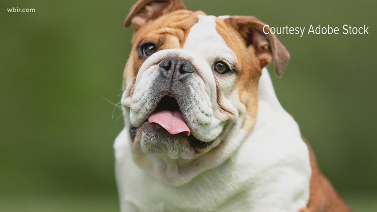 New dog parks coming to Knox County