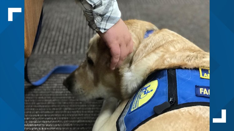 TN court says therapy dogs can help child sex abuse victims during trial, after appeal from criminal trial