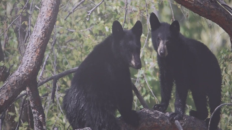 TWRA and Gatlinburg taking action after incidents involving bears approaching hotel guests