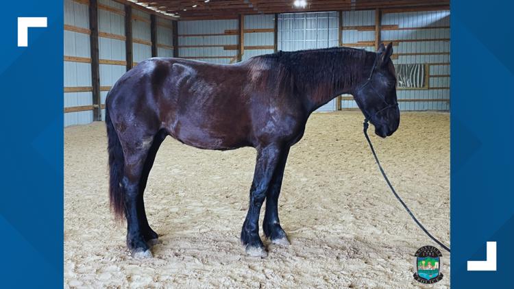 KPD to introduce first-ever Mounted Patrol Unit in 2025