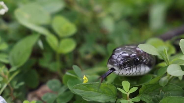 Zoo Knoxville tracking gray ratsnakes to understand their behavior and learn how to better live alongside them