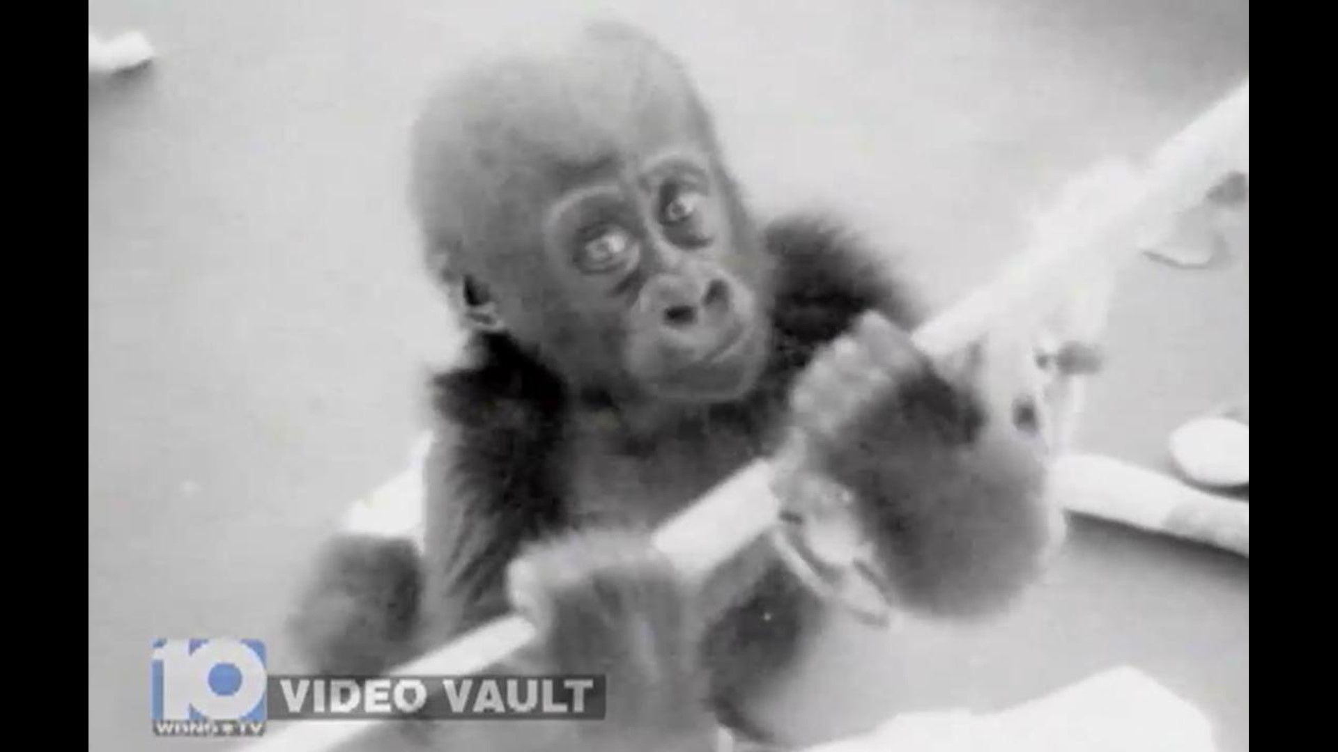 VIDEO VAULT: Columbus Zoo 1950s