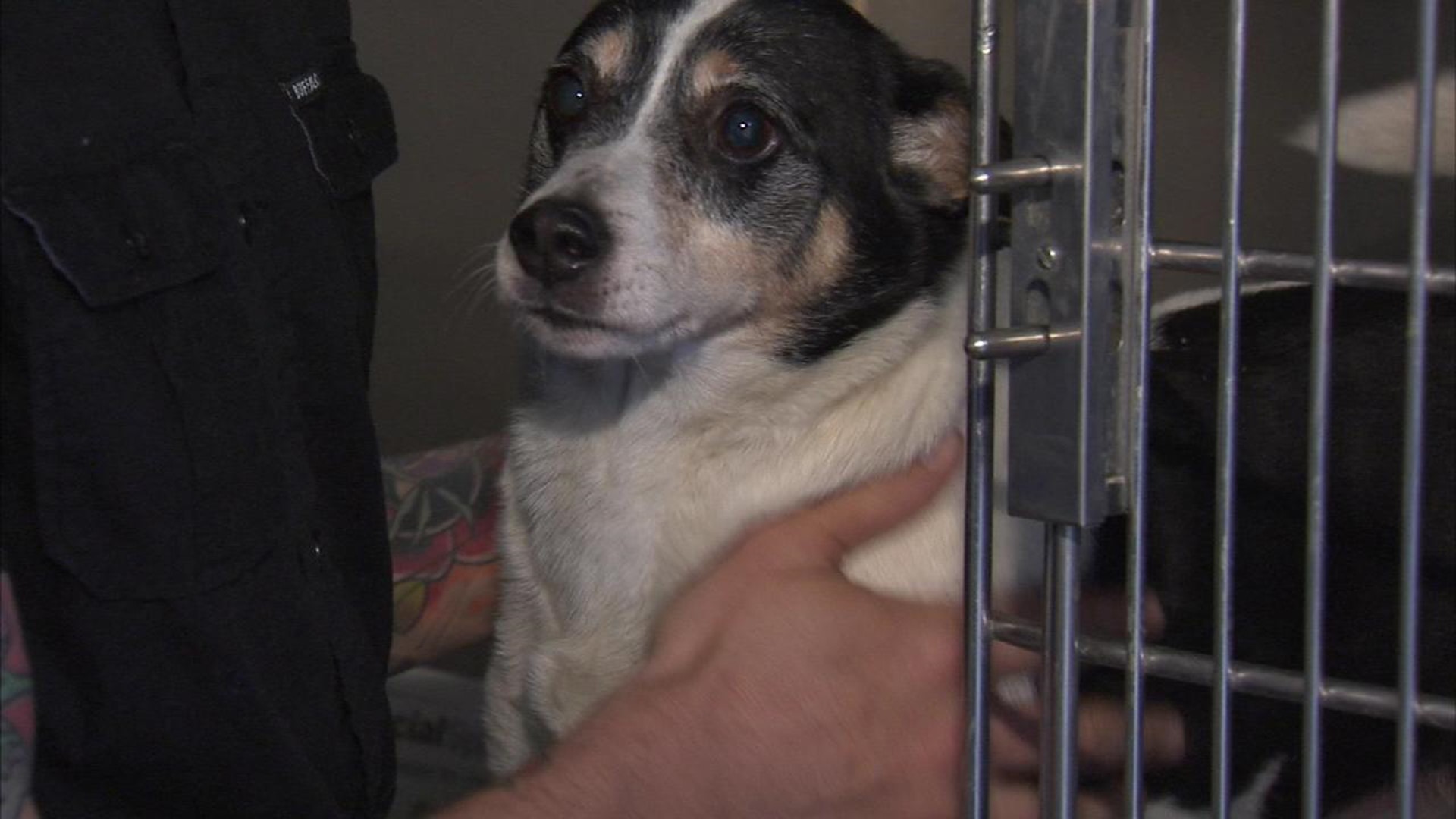 Report Exposes Problems at Animal Shelter 