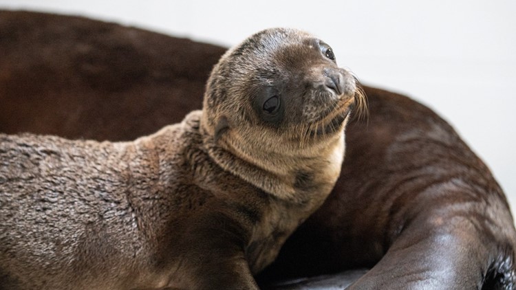 Columbus Zoo announces arrival of 10 California sea lions, 4 harbor seals