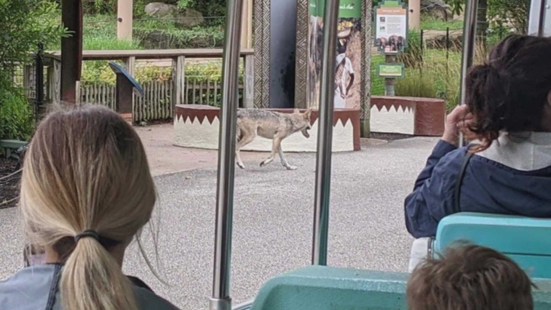The Cleveland Metroparks Zoo was on lockdown Monday as staff worked to secure a wolf that escaped its habitat.