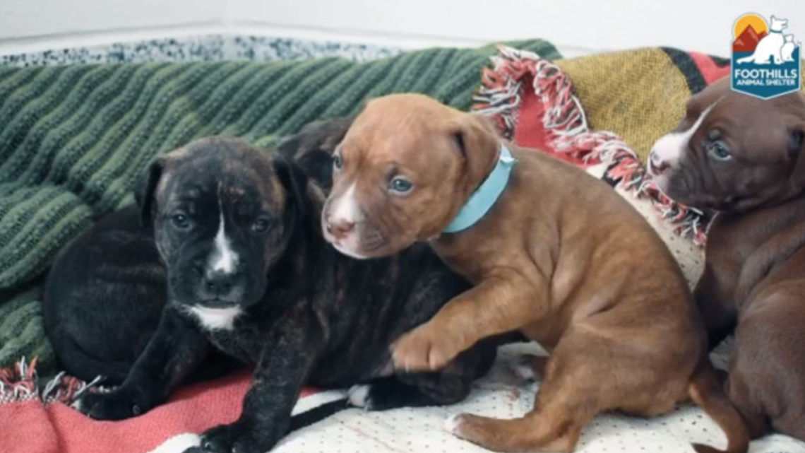 Rescued Pitbull leads Colorado animal shelter to missing 3-week-old puppies  