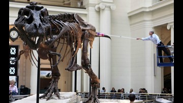 world's largest t rex skeleton