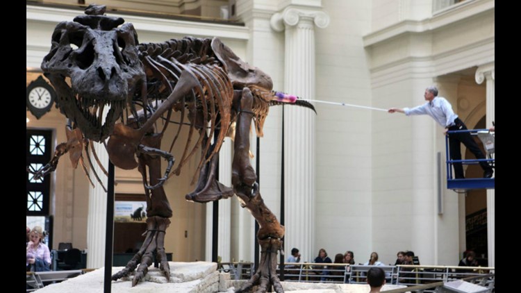 Sue, largest T. rex skeleton ever found, making a move 