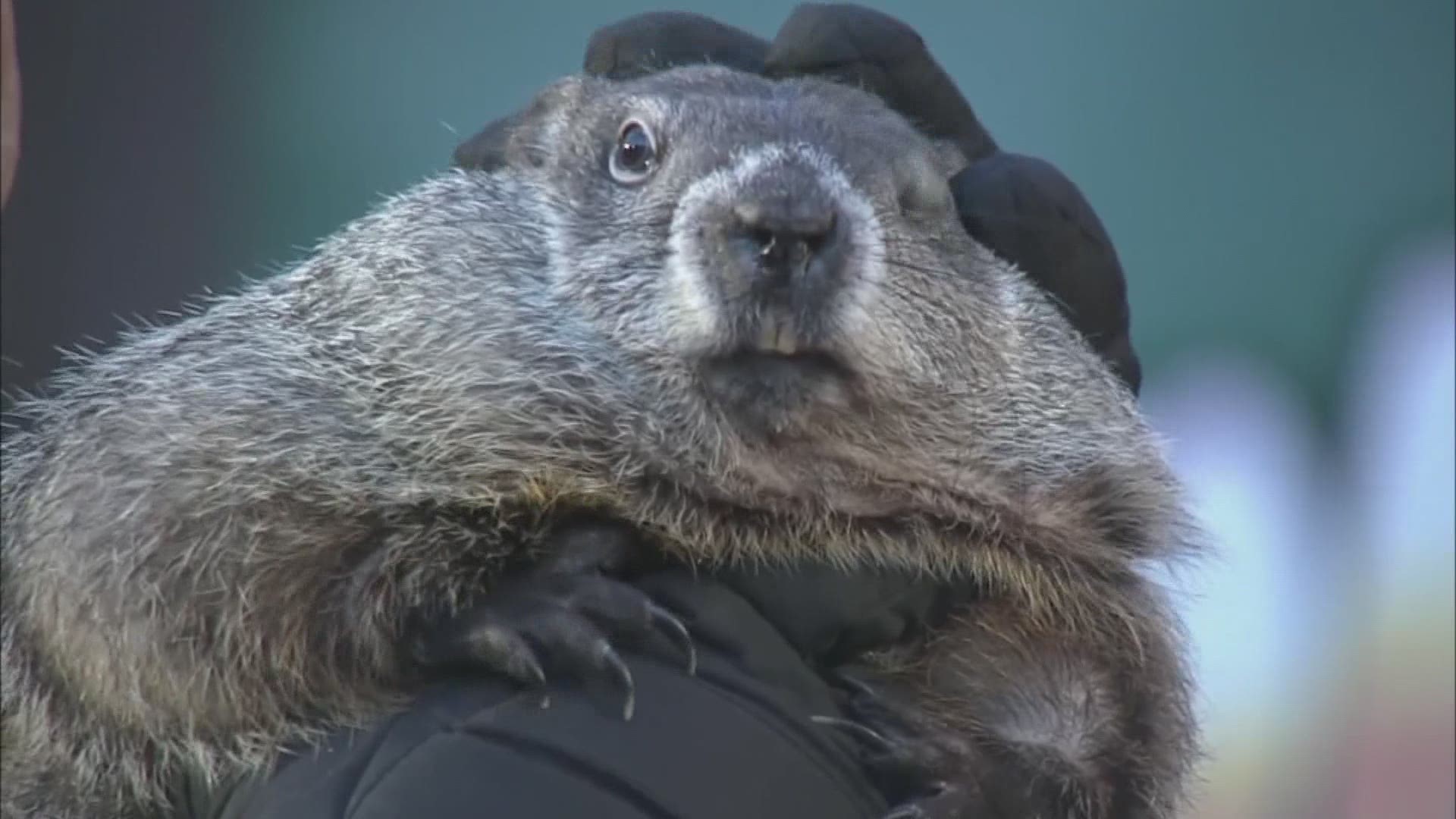 Who is the most accurate groundhog Punxsutawney Phil or Buckeye Chuck