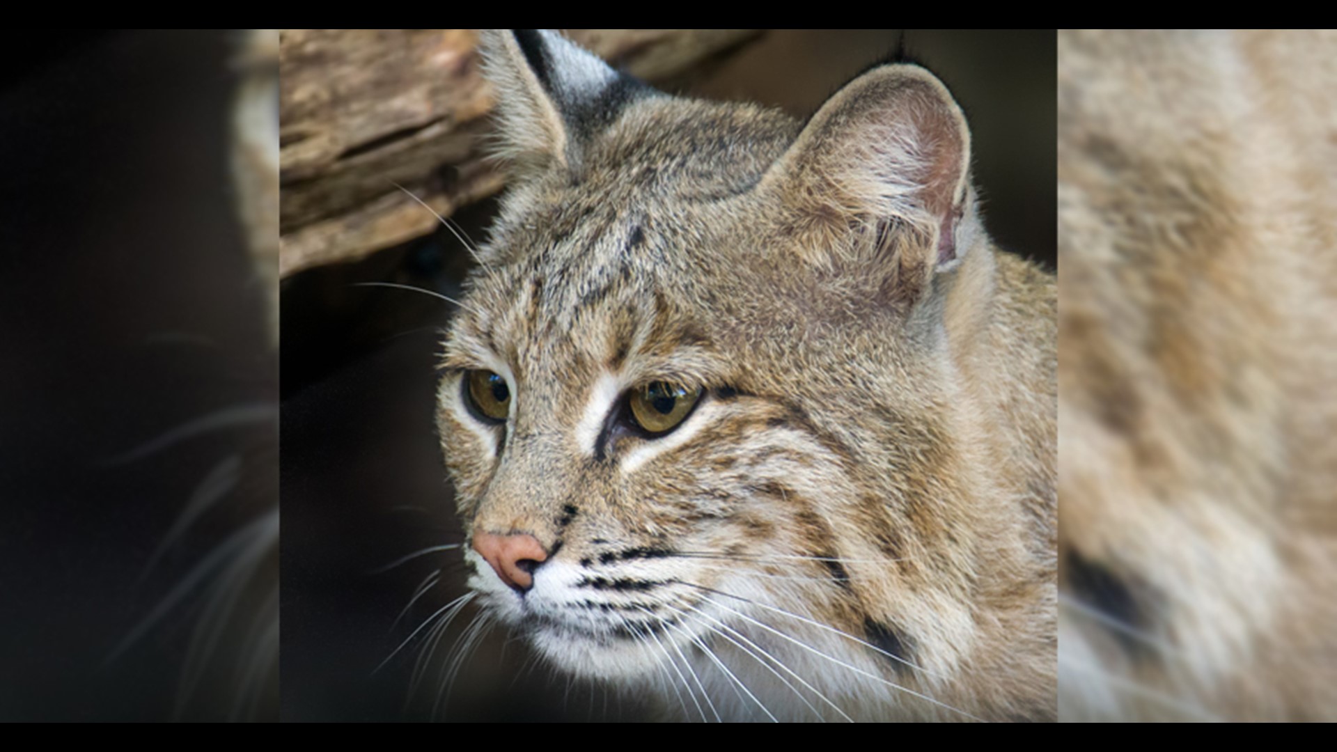 Bobcat escapes from National Zoo in Washington | 10tv.com