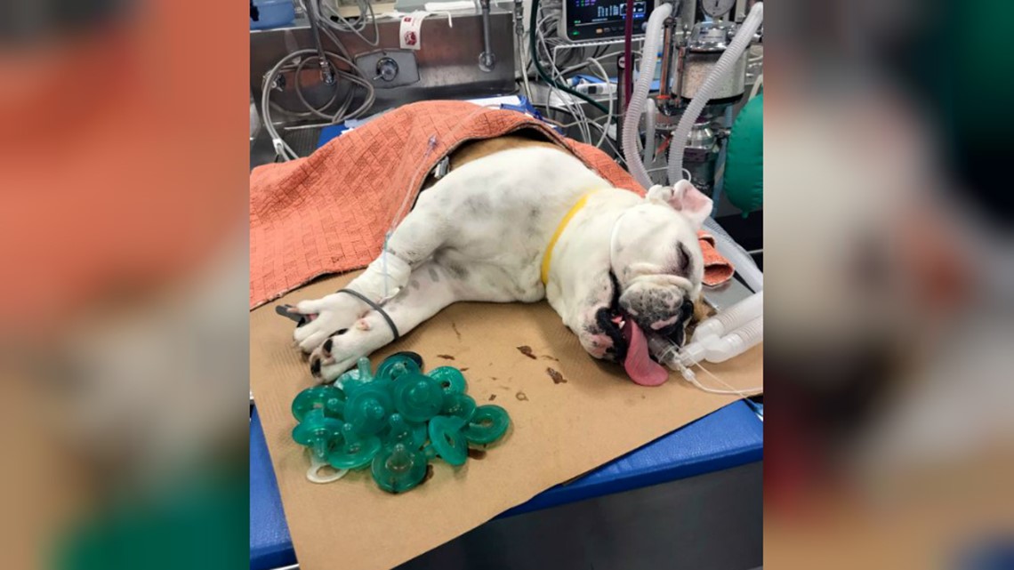 Dog Eats 19 Pacifiers