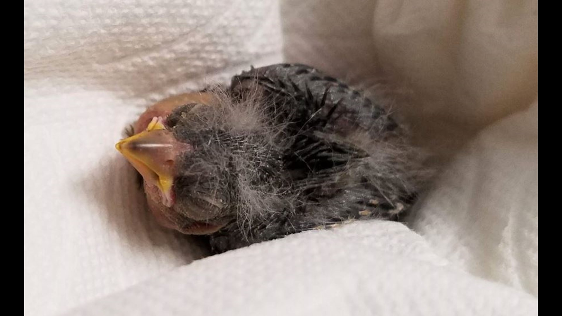 Drunk man uses an Uber to rescue injured baby bird
