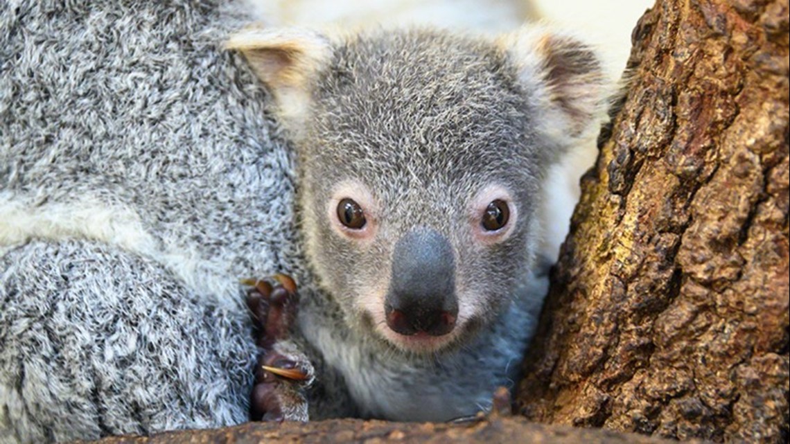 Koala born in Florida zoo symbol for hope for Australia
