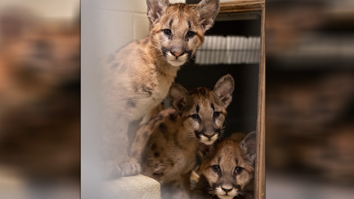 3 mountain lion cubs rescued from California wildfires arrive at(01)